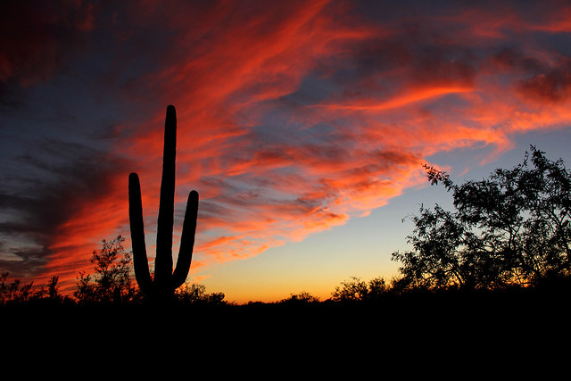 Cactus Sunset in Tucson