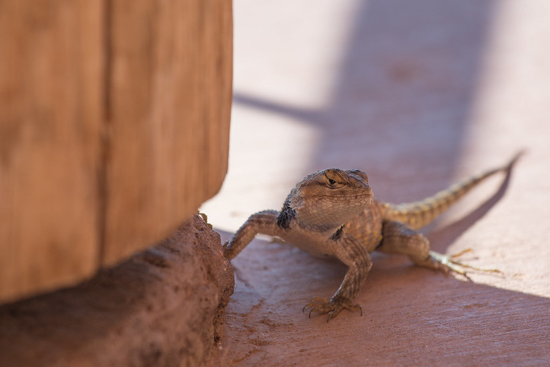Banded Collared Lizard