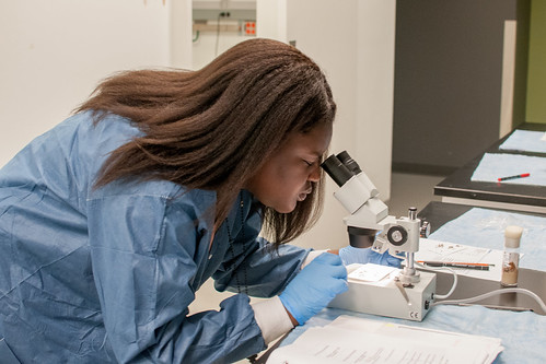 Nih Hi Step Program Research Training | A HISTEP student checks the eye color or… | Flickr