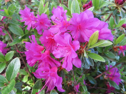 Au jardin, azalea japonica violacée, Bosdarros, Béarn, Pyr… | Flickr