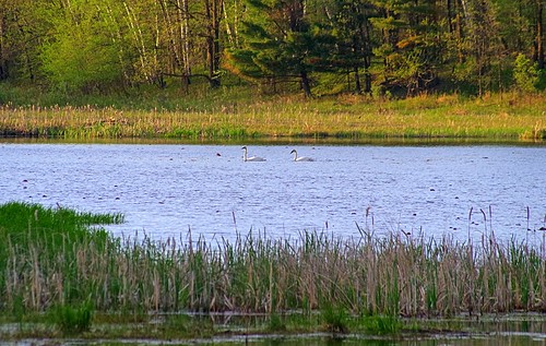 trumpeter swan swans bird waterfowl endangered extinct extinction webb lake north northern minnesota woods hackensack mascot resort slough pond nest nesting pair minn mn pentax k30 flickriver
