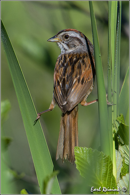 Swamp Sparrow does the splits