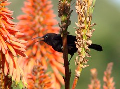 Amethyst Sunbird