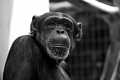 Chimpanzé BW