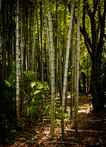 park grass forest bamboo saitama 5photosaday japan2014campdrakeasaka