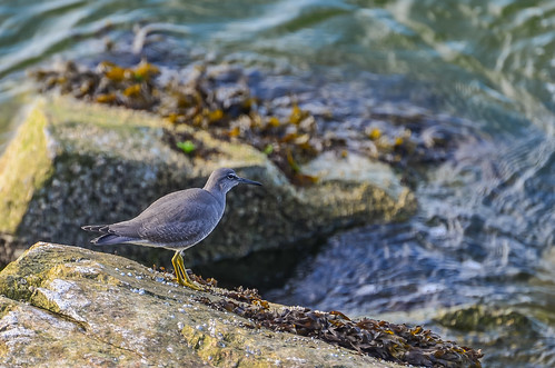 <p><i>Tringa incana</i>, Scolopacidae<br />
Iona Beach Regional Park, Richmond, British Columbia, Canada<br />
Nikon D5100, 70-300 mm f/4.5-5.6<br />
August 31, 2014</p>