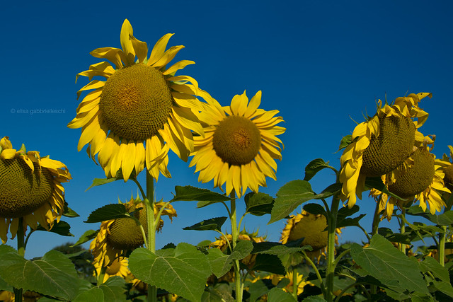 Sunflower - Girasole