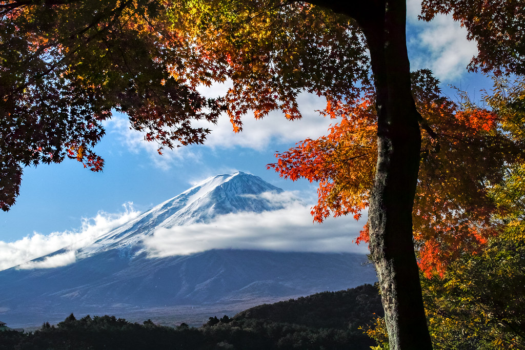 Fuji and autumn leaves