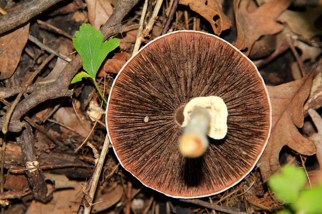 flat-topped agaricus (Agaricus placomyces)  gills IMG_1720