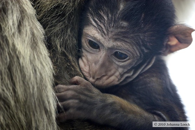 Nursing young Barbary Macaque (Gibraltar)