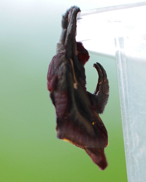 this moth looks like a tiny monkey...  #mimic #macro #entemology #blackinthejungle #ecuador #blackinfilm #cinematographer #bugs #sumaco #photooftheday #nature #natgeo #discover #moths #ecuador #wildsumaco #moth #hanginthere