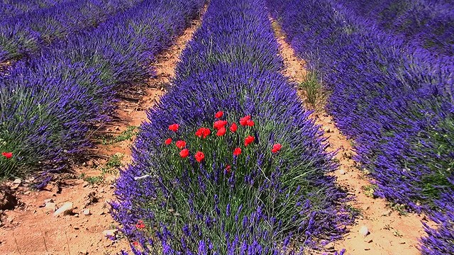 FRANCE - Provence, Lavendelfelder bei Riez, Abschied von der fantastischen Provence , 12801/5241