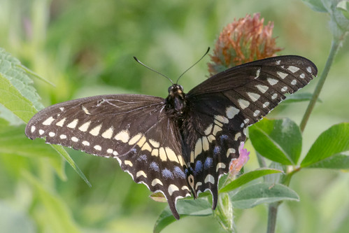 us pennsylvania butterflies content insects places folder swallowtail takenby chestercounty blackswallowtail 2015 peterscamera petersphotos extonpark canon7d 201507july 20150723chestercountymisc