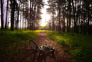 Cycling in the Woods