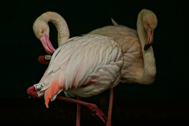 Flamingos Martin Mere