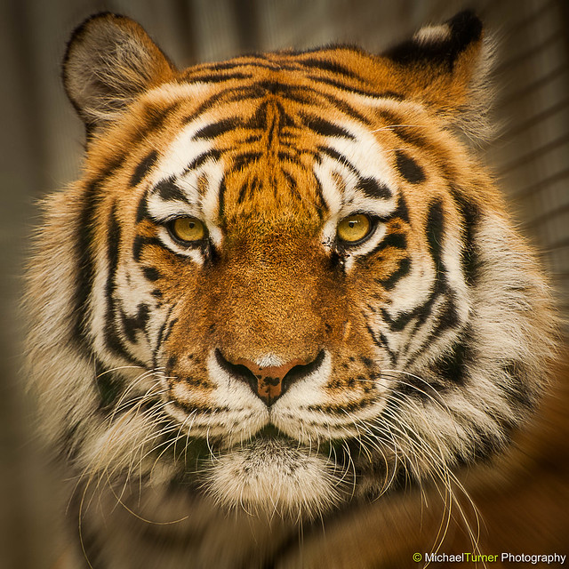 Anoushka - Amur Tiger Portrait