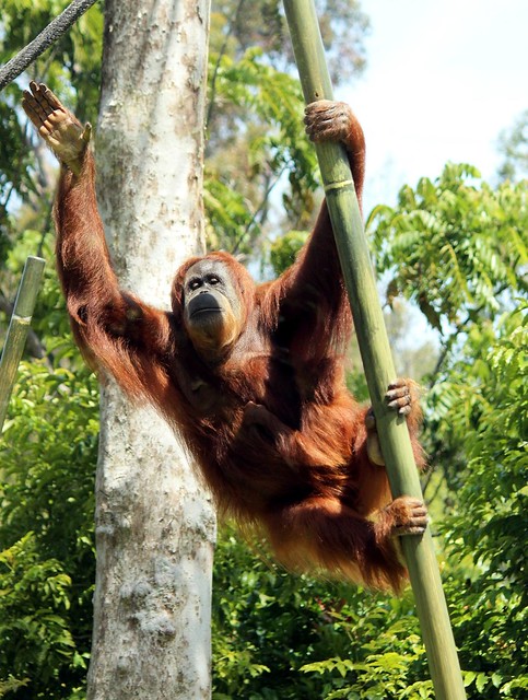 Orangutans - Indah & baby Aisha