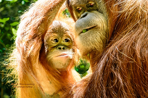 atlanta georgia zoo ngc npc orangutan zooatlanta