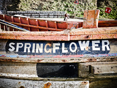 Springflower @ Flamborough Head