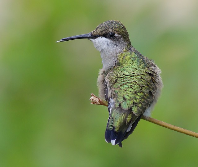 Young hummer at rest