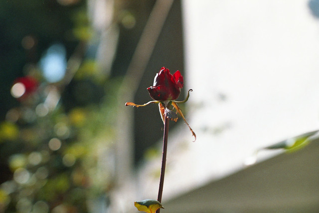 a.rose.2