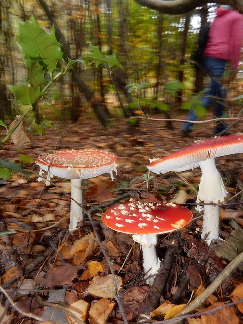Fly Agaric Crowthorne to Blackwater