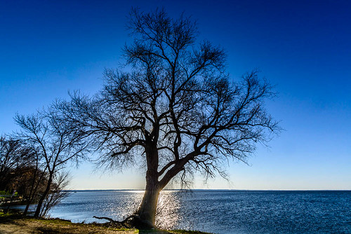 blue sky lake tree water silhouette wisconsin sunrise oak unitedstates oshkosh 2014 lakewinnebago