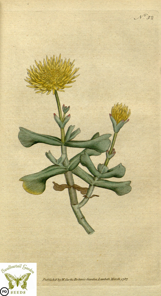Rhombophyllum dolabriforme. Botanical Magazine vol.1, J.Sowerby (1787)