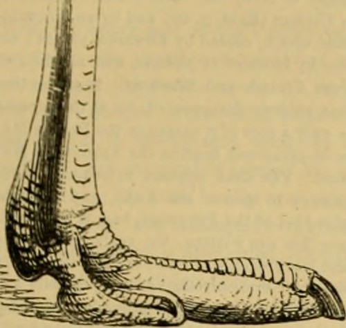 Paternoster