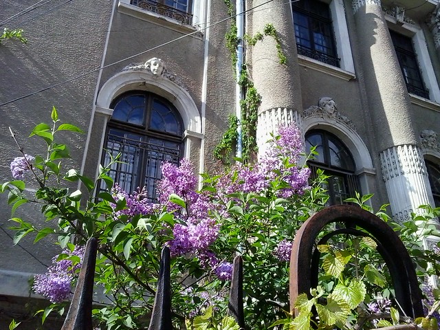 lilac against grey building