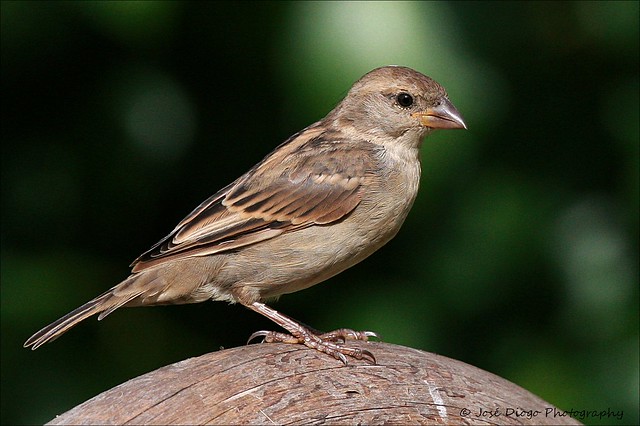 Pardal-comum, House sparrow (Passer domesticus)