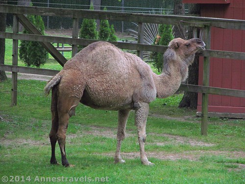 Camel at the Cape May Zoo, New Jersey