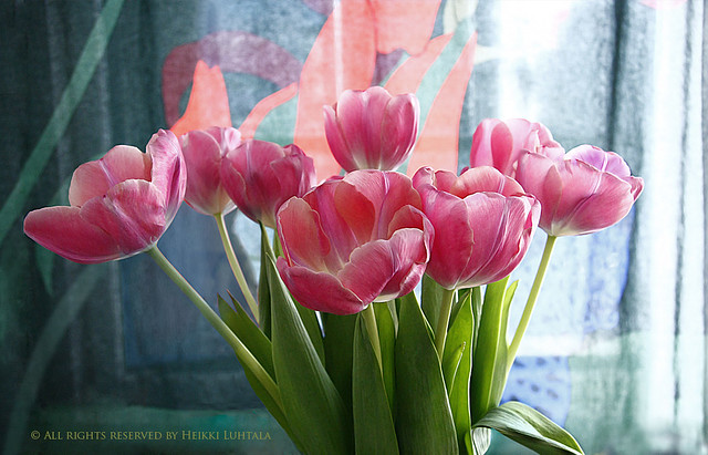 Tulips on the kitchen table