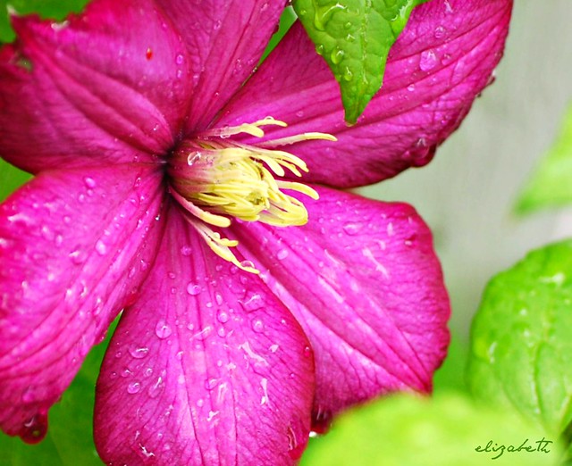 Clematis Tears