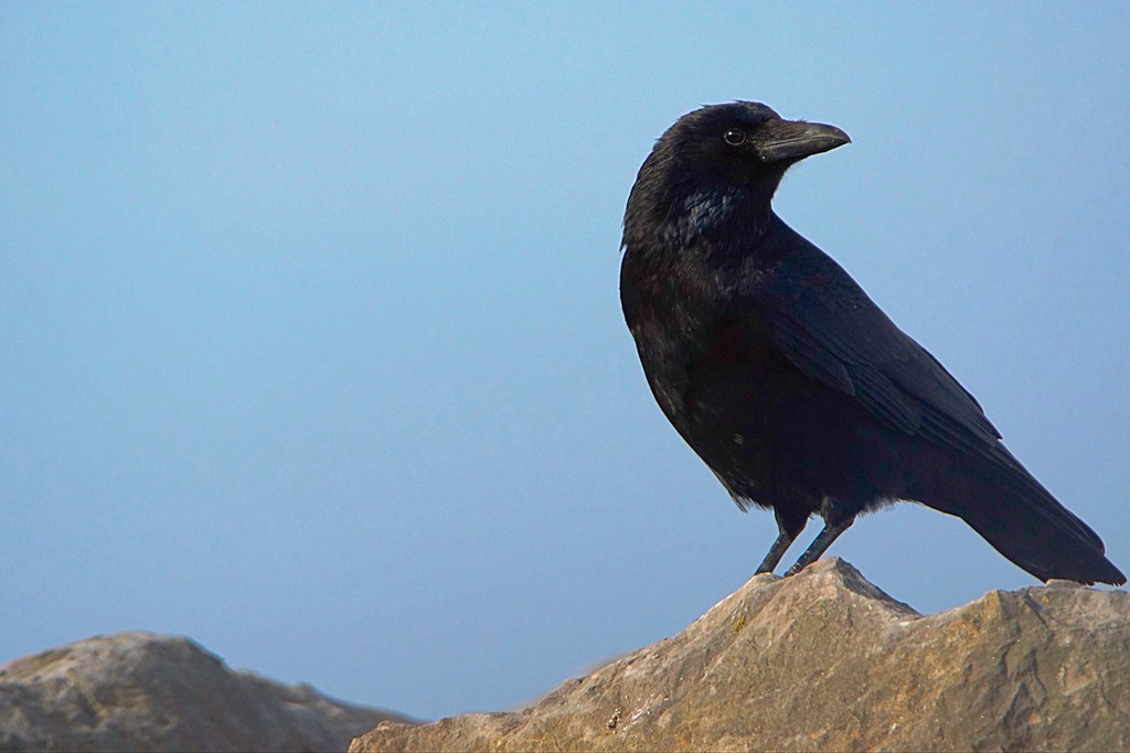 On the Rocks | Carrion Crow - On the Rocks at Hest Bank, Mor… | Flickr