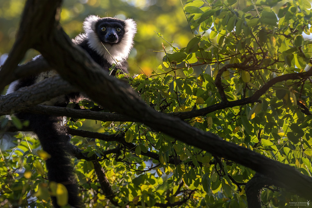 Schwarz-weisser Vari - Black-and-white ruffed lemur (Varecia variegata)