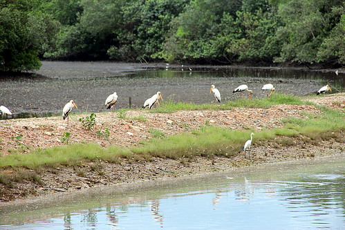 singapore singapur bearbeitet sungeibuloh sungeibulohwetlandreserve störche storks reiher seidenreiher egret