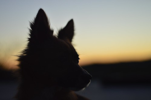 Billy by GamberoFromTheSea, Just Billy thinking about her lifesunset dog