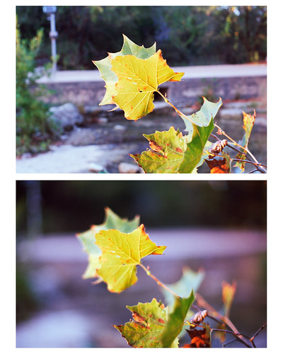 f/8 and f/1.2 by Tomás Harrison Fotografía, Fall colors at sunset. Bull Creek. MD Rokkor-X 50mm f/1.2 at f/8 and wide open. Saturday 15 October