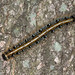 Flickr photo 'Malacosoma americanum, Tent-caterpillar Moth Larva' by: David Illig.