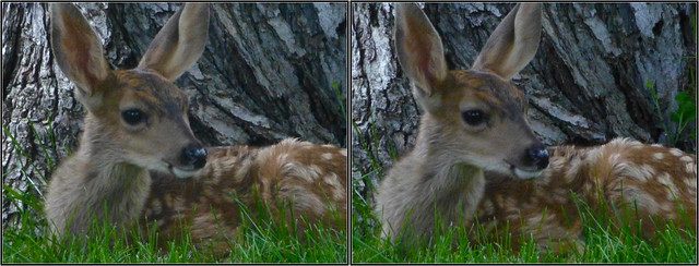 P1010079aa-Fawn in 3D