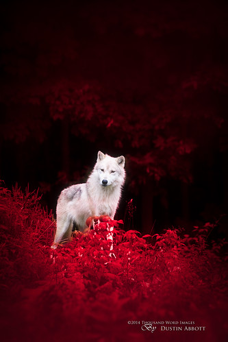 red summer canada animal forest fur woods wolf moody quebec fineart atmosphere arctic foliage fantasy handheld dreamy concept fullframe parcomega papineauville canoneos6d canonef70300mmf456lis thousandwordimages dustinabbott dustinabbottnet adobelightroom5 adobephotoshopcc