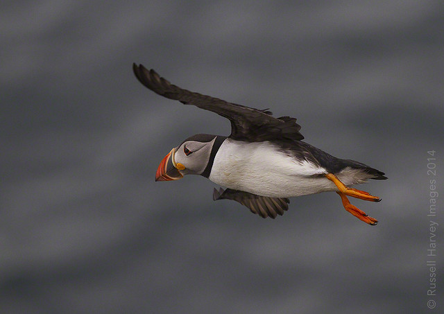 MG_8035 - Puffin in Flight