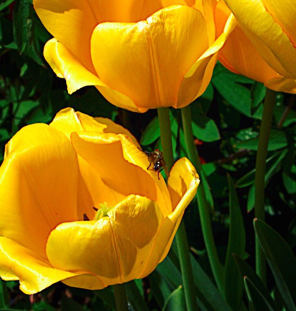 Toronto Ontario ~ Canada ~ Edwards Botanical Gardens ~  Yellow  Tulips with Fly