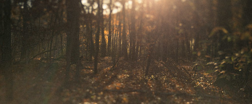 autumn goldenhour lensbabyedge50 woods sunset kalamazoocounty nature eliasonnaturereserve forest shadow portage shade fall outdoor michigan unitedstates us