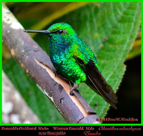 hummingbird ngc npc emerald colibri esmeralda chlorostilbon pichincha nanegalito westernemerald chlorostilbonmelanorhynchus esmeraldaoccidental westernemeraldhummingbird westernemeraldmale westernemeraldinecuador