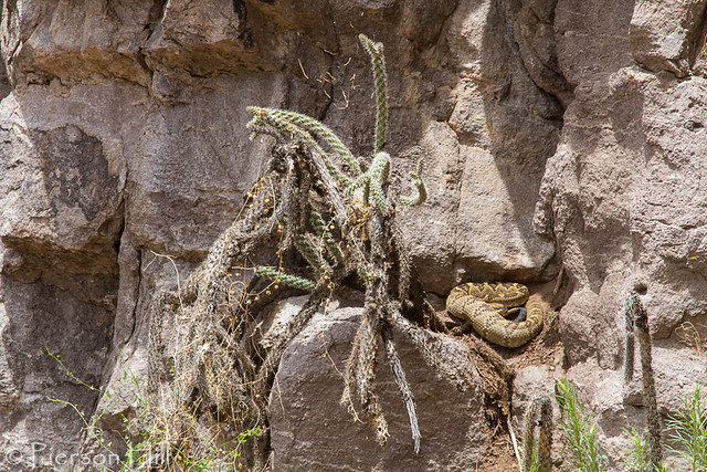 Blacktail Rattlesnake (Crotalus moloussus) - in situ