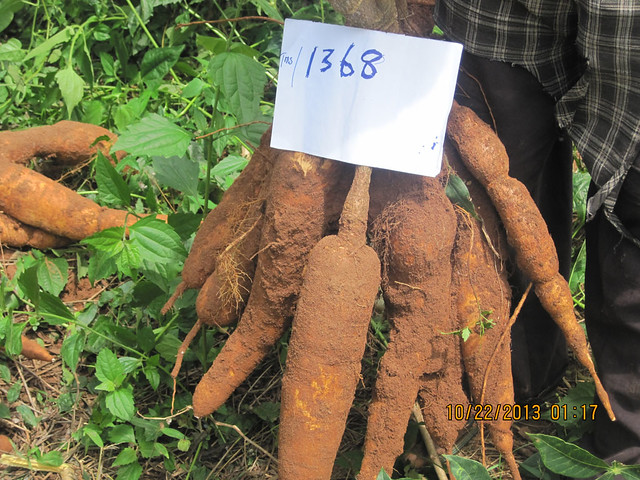 Harvested cassava variety TMS/1368 on display