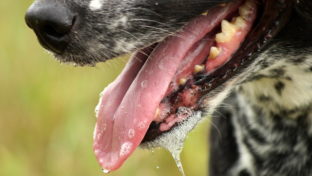 Zoom test - closeup of dog mouth