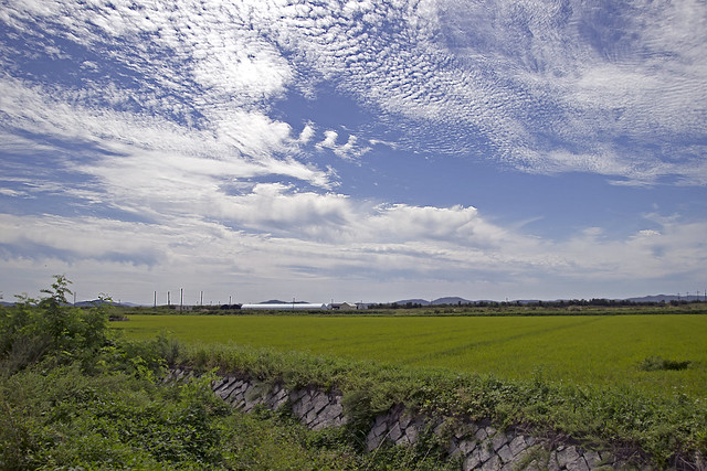 Rice Fields Landscape at GangHwa Island(논밭풍경)